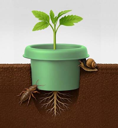 Горшок без дна от медведки, защитное кольцо от слизней и улиток